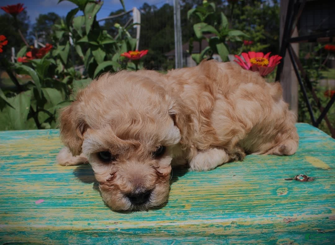 Toy Poodle dogs for sale: Teacup male - Image 2