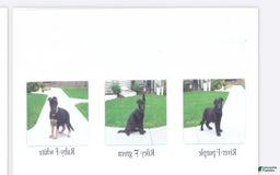 German Shepherd dogs for sale: Riley Bella Badger - Image 3