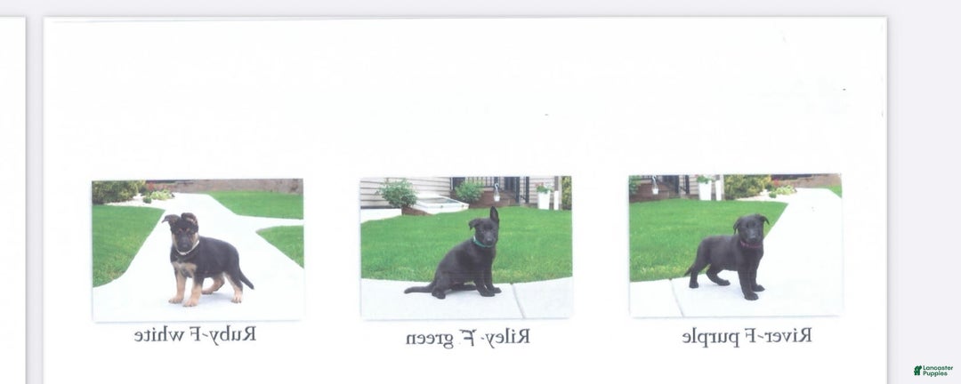 German Shepherd dogs for sale: Riley Bella Badger - Image 3