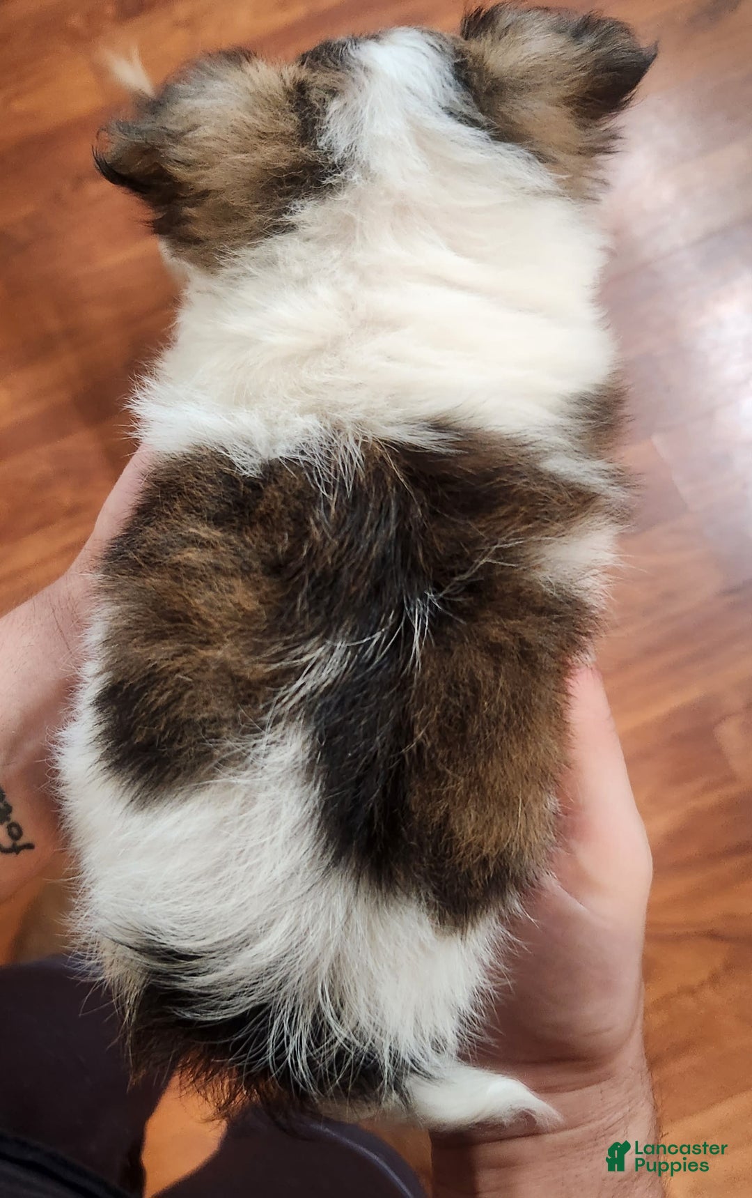 Chihuahua dogs for sale: Gunner - Image 4