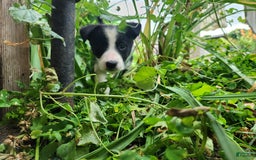Border Collie dogs for sale: Little Lenny - Image 3