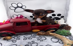 Chipoo dogs for sale: Cinnamon - Image 1