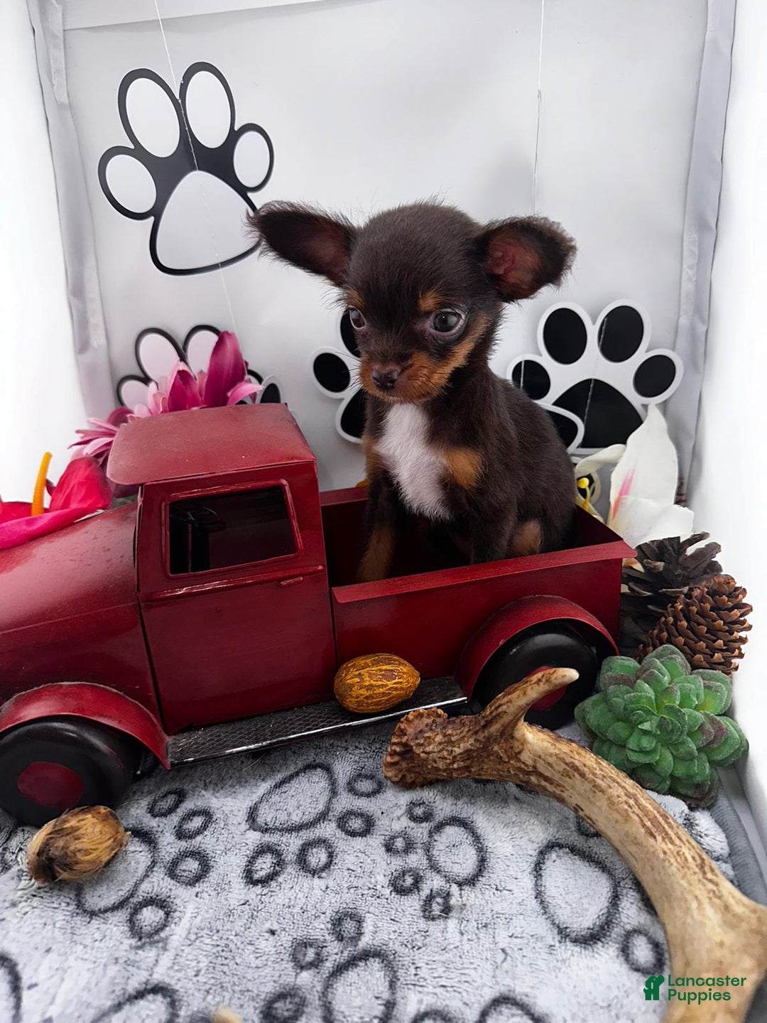 Chipoo dogs for sale: Cinnamon - Image 1