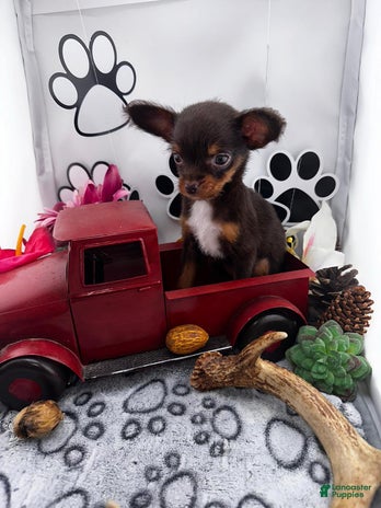 Chipoo dogs for sale - Ad 5