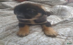 Tibetan Mastiff dogs for sale: Gumbo - Image 1