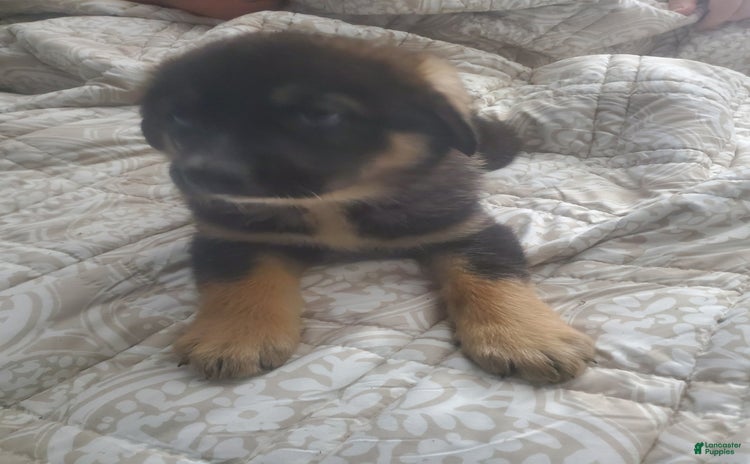 Tibetan Mastiff dogs for sale - Ad 2