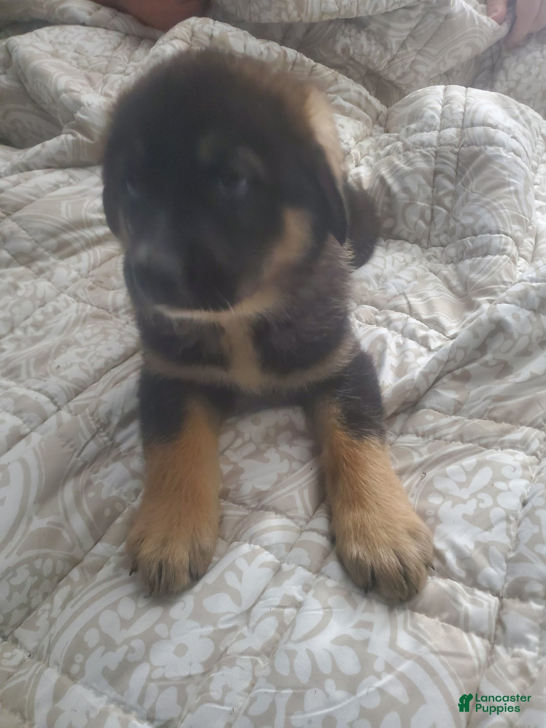 Tibetan Mastiff dogs for sale: Gumbo - Image 1