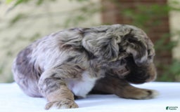 Standard Poodle dogs for sale: Denver Moyen - Image 8