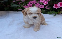 Mini Aussiedoodle dogs for sale: Rover - Image 1