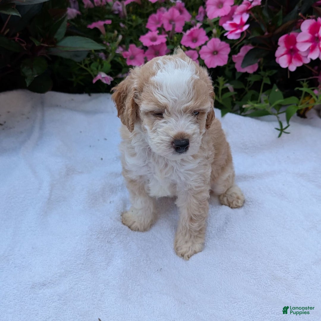 Mini Aussiedoodle dogs for sale: Rover - Image 1