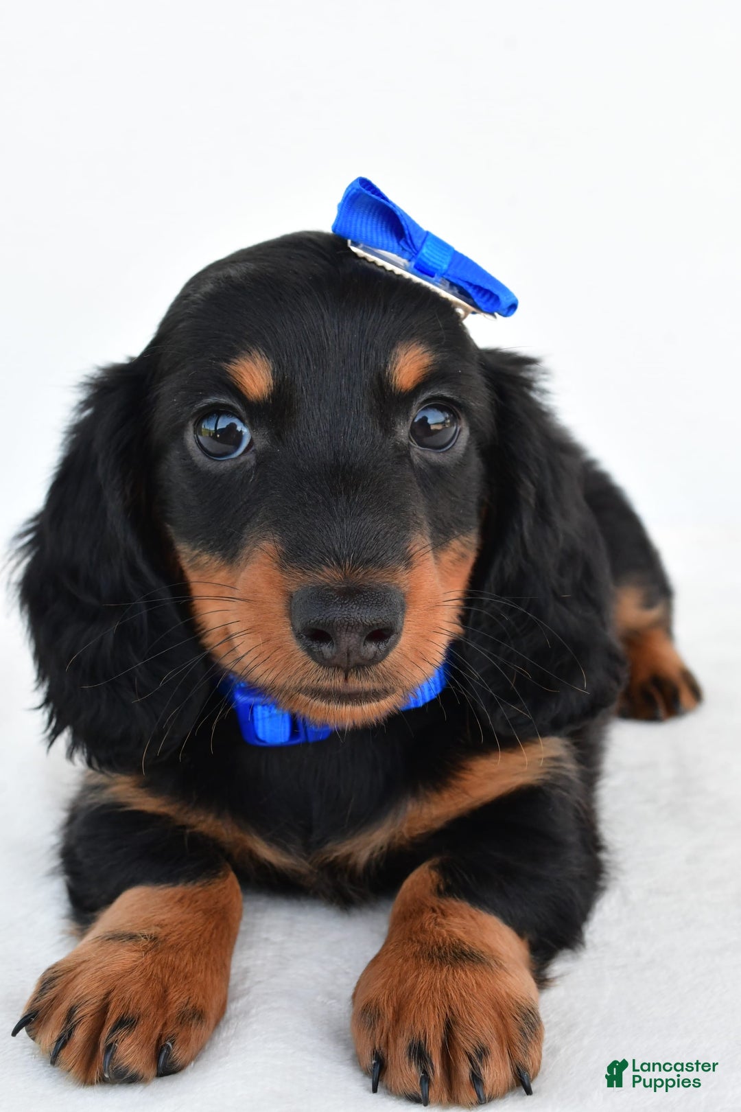 Miniature Dachshund dogs for sale: Teddy - Image 8