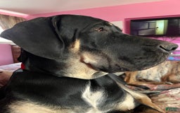 Great Dane dogs for stud: Magnum - Image 2