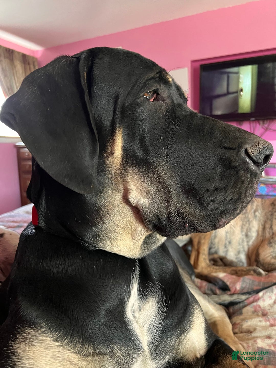 Great Dane dogs for stud: Magnum - Image 2