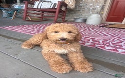Labradoodle dogs for sale: Lilly - Image 3