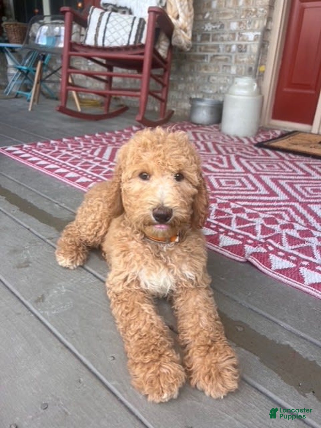 Labradoodle dogs for sale: Lilly - Image 3