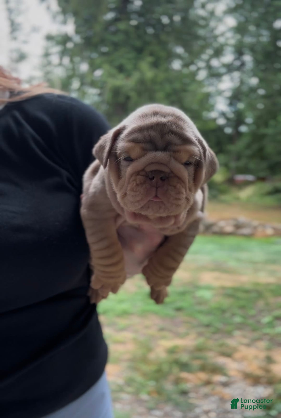 English Bulldog dogs for sale: Girl 1 - Image 1