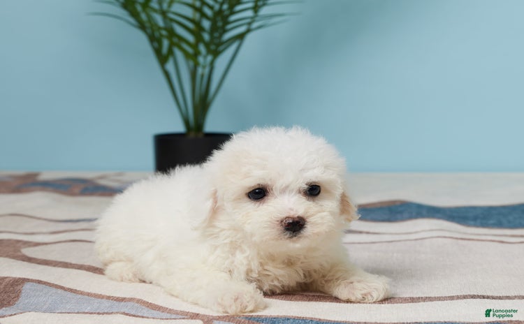 Bichon Frise dogs - Advert 20