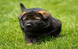 German Shepherd dogs for sale: Greta - Image 9