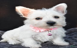West Highland Terrier dogs for sale: Oona - Image 8