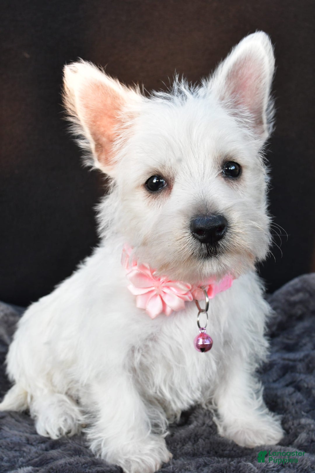 West Highland Terrier dogs for sale: Oona - Image 8