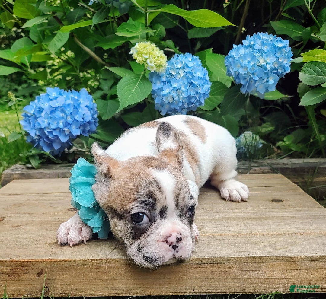 French Bulldog dogs for sale: Athena Akc - Image 8