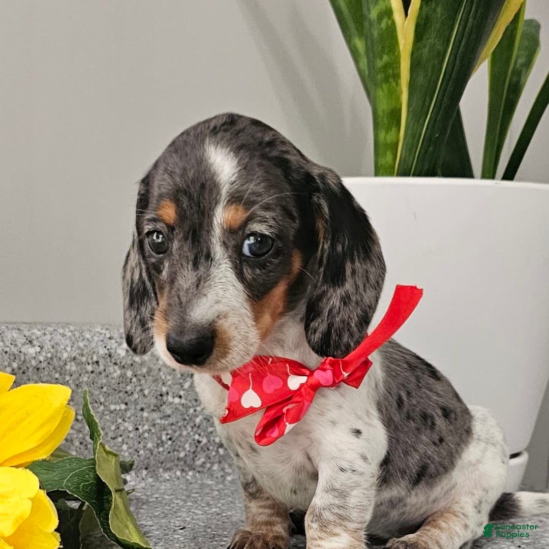Dachshund dogs for sale: Miss Bailey - Image 28