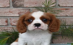 Cavalier King Charles Spaniel dogs for sale: Sparky - Image 3