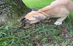 American Pit Bull Terrier dogs for sale: Pincess - Image 29