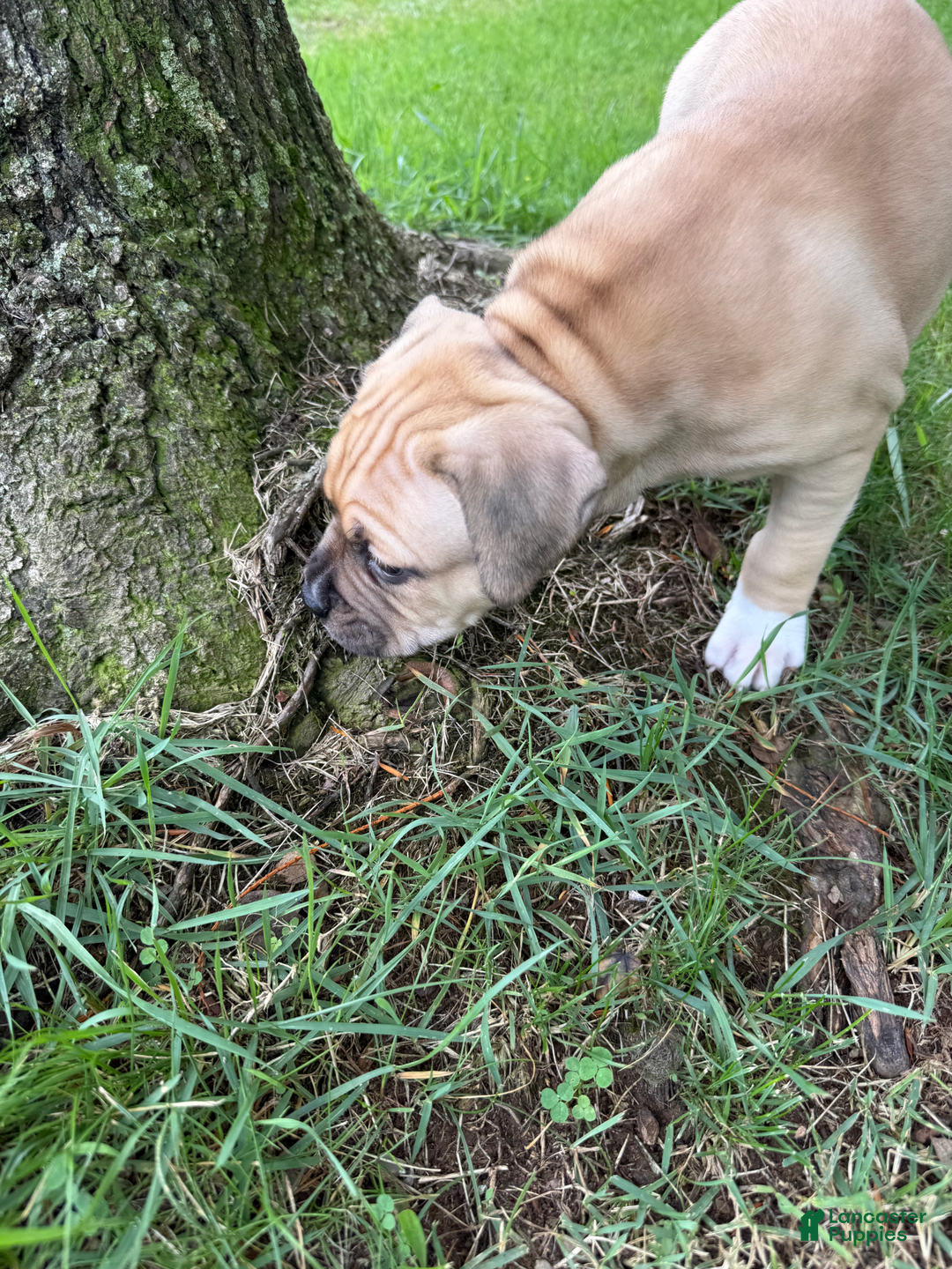 American Pit Bull Terrier dogs for sale: Pincess - Image 29