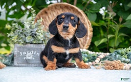 Miniature Dachshund dogs for sale: Onyx - Image 1