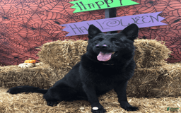 German Shepherd dogs for sale: Pink Collar Female - Image 3