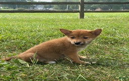 Shiba Inu dogs for sale: Izzy - Image 4
