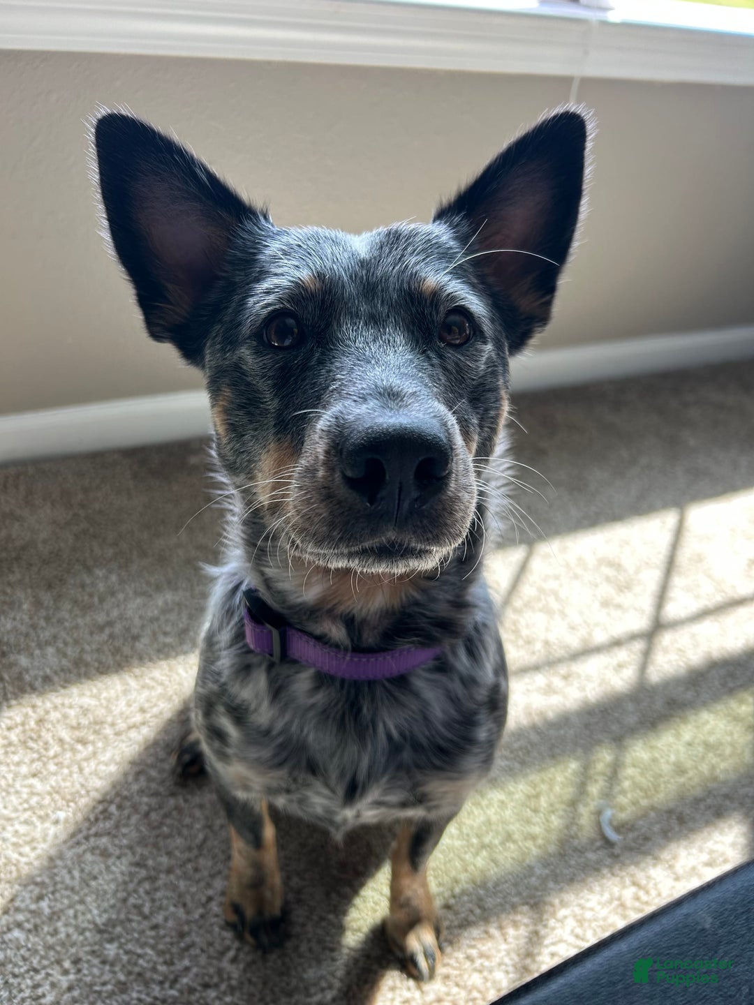 American Corgi dogs for sale: Pink - Image 3