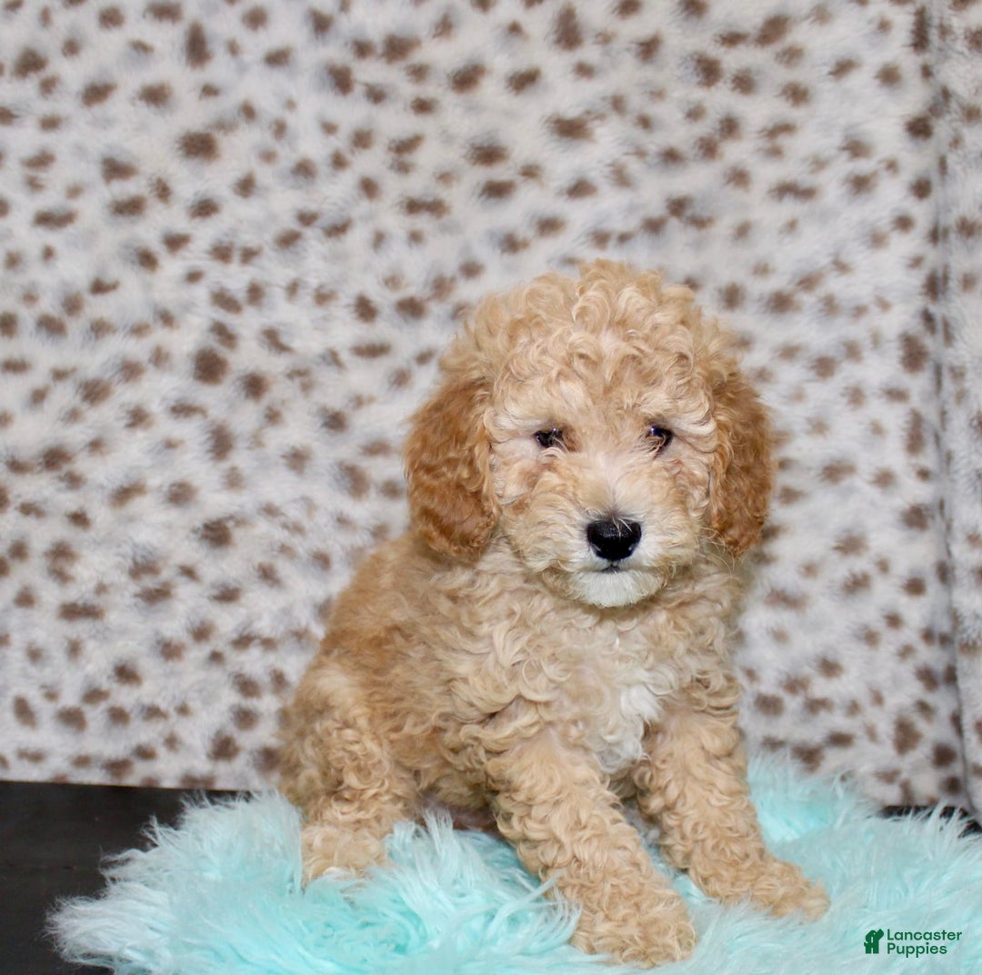 Miniature Poodle dogs for sale: Cliff - Image 1