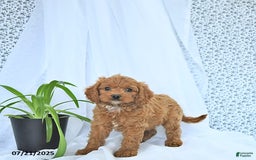 Cavapoo dogs for sale: Ryder - Image 8