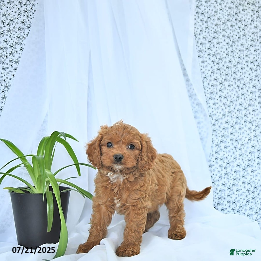 Cavapoo dogs for sale: Ryder - Image 8