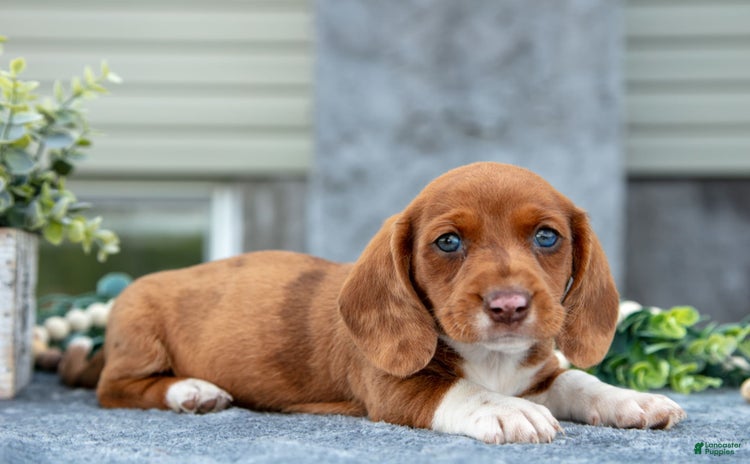 Miniature Dachshund dogs for sale - Ad 1