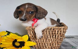 Dachshund dogs for sale: Slinky - Image 11