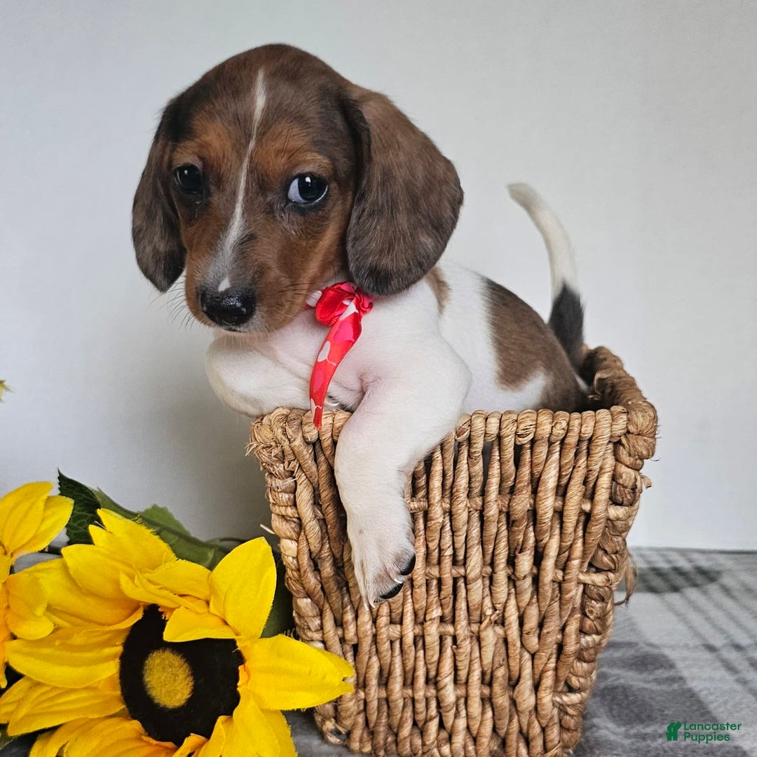 Dachshund dogs for sale: Slinky - Image 11