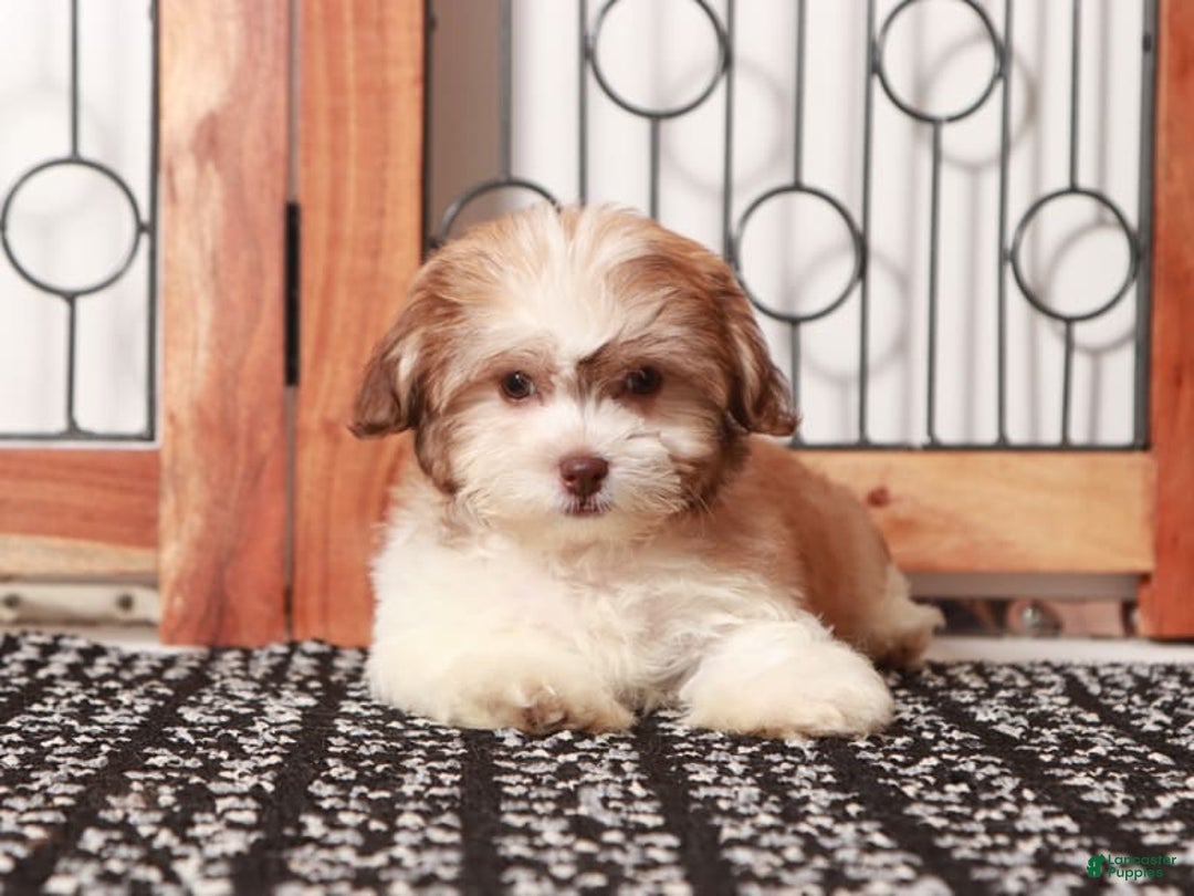Teddy Bear dogs for sale: Bonnie - Image 3