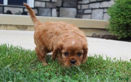 Cavalier King Charles Spaniel dogs for sale: Bentley - Image 5