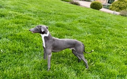 Italian Greyhound dogs for sale: Manny - Image 3