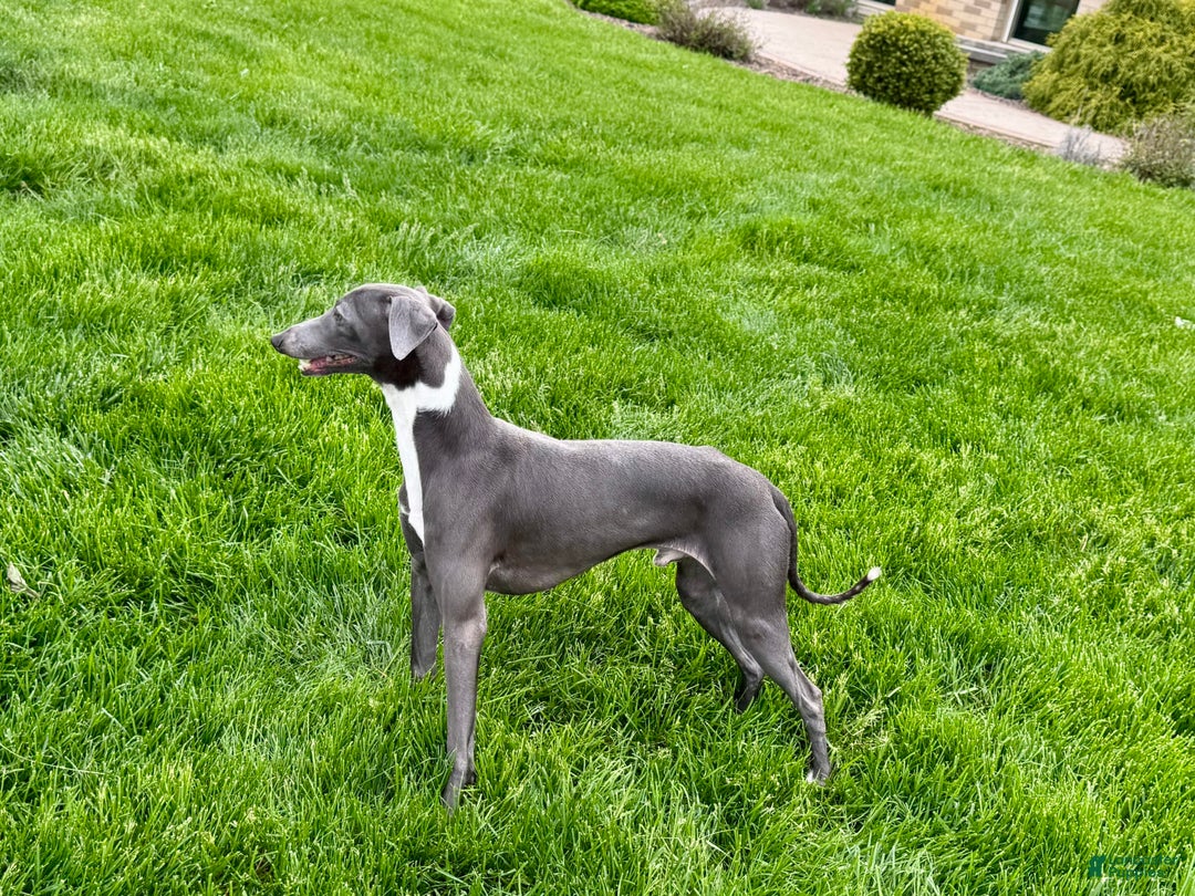 Italian Greyhound dogs for sale: Manny - Image 3