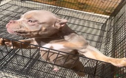 American Bully dogs for sale: Lance - Image 16