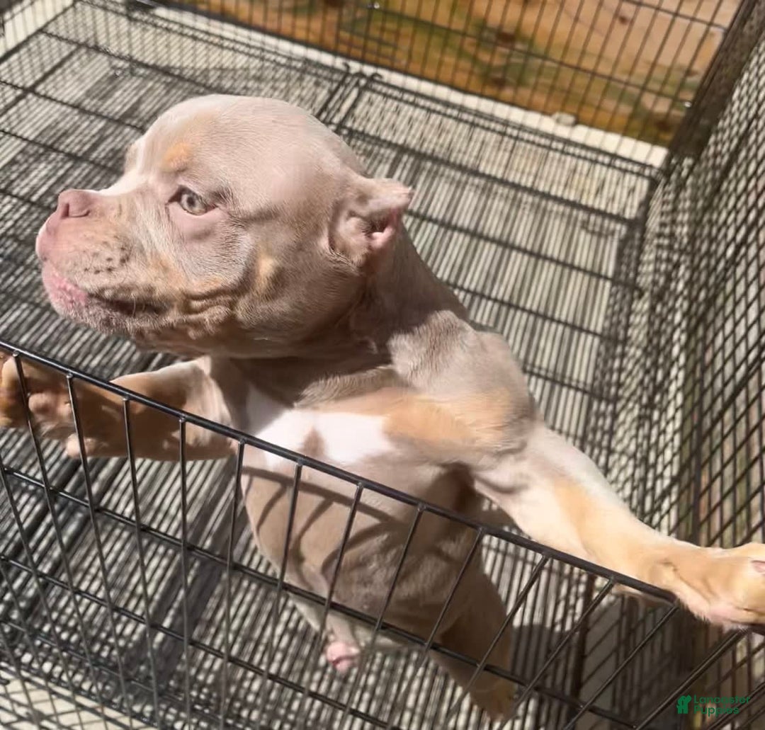 American Bully dogs for sale: Lance - Image 16