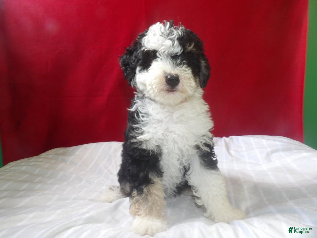 Bernedoodle dogs for sale: Daisy - Image 4