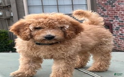 Goldendoodle dogs for sale: Maxi - Image 3