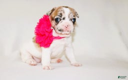 French Bulldog dogs for sale: Athena Akc - Image 44