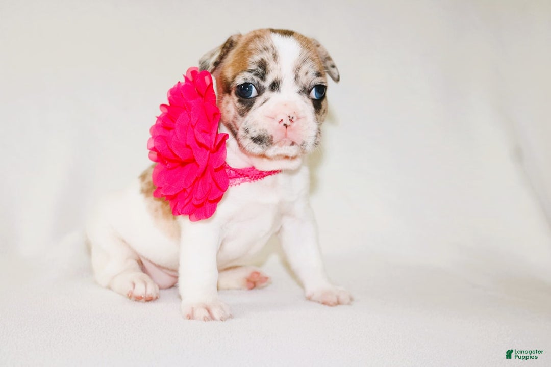 French Bulldog dogs for sale: Athena Akc - Image 44