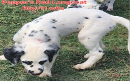 Dalmatian dogs for sale: Peppers Red Boy - Image 13